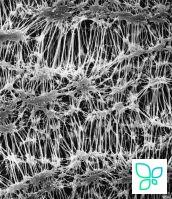 Фильтр, Флуоропор, d пор 0,22 мкм, d мембраны 142 мм, 50 шт., Merсk (Millipore)
