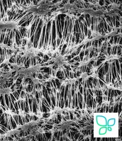 Фильтр, Флуоропор, d пор 3,0 мкм, d мембраны 47 мм, 100 шт., Merсk (Millipore)