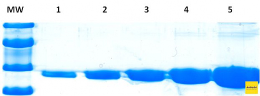 Краситель для белкового электрофореза Optiblot Blue (пробник)