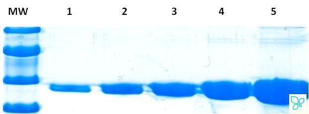 Краситель для белкового электрофореза Optiblot Blue