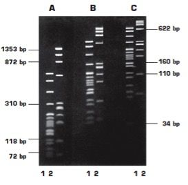 Агароза LM Sieve, легкоплавкая, Genetic Quality Tested, низкий EEO