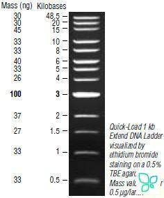 Маркер длин ДНК Quick-Load 1kb Extend DNA, 0,5-48,5 тыс.п.н. New England Biolabs