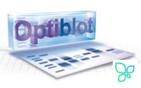 Гель полиакриламидный готовый, Optiblot SDS Gel 10% (10x10 см), 12 лунок