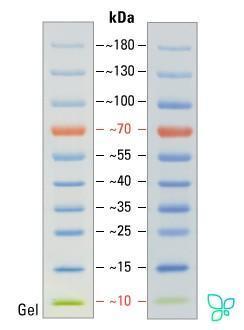 Маркеры белковые молекулярного веса, предокрашенные, PageRuler, 10-180 кДа