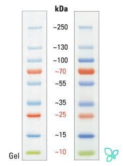 Маркеры белковые молекулярного веса, предокрашенные, PageRuler Plus, 10-250 кДа, 9 полос