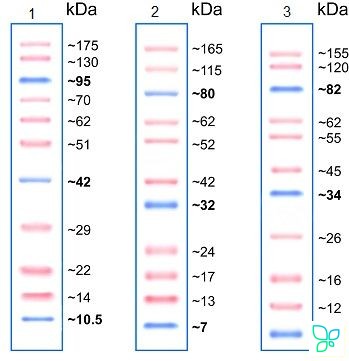 Маркеры белковые молекулярного веса, предокрашенные, Prism Ultra, 10-175 кДа, 11 полос