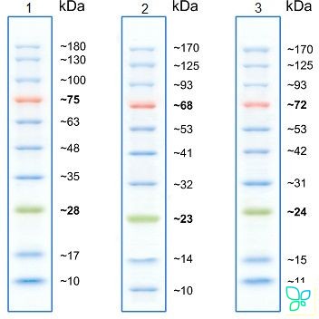 Маркеры белковые молекулярного веса, предокрашенные, Prism Ultra, 10-180 кДа, 10 полос