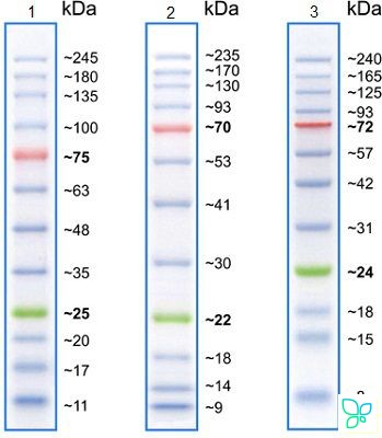 Маркеры белковые молекулярного веса, предокрашенные, Prism Ultra, 10-245 кДа, 12 полос