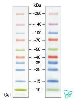 Маркеры белковые молекулярного веса, предокрашенные, Spectra, 10-260 кДа, 10 полос