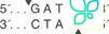 Рестриктаза Sau3AI, 5 000 ед/мл