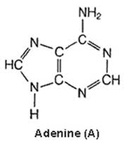 Аденин, для биохимии, Adenine BioChemica AppliChem, 25 г A0939,0025