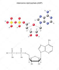 Аденозин, для биохимии, Adenosine BioChemica, AppliChem, 1 кг A0833,1000