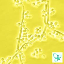 Зимолиаза 20T из Arthrobacter luteus, лиофильный порошок, 20 000 ед/г